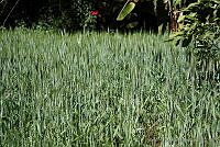 RBB0320 Triticum aestivum.tif