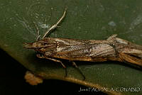 OIEA0012 Cactoblastis cactorum.jpg