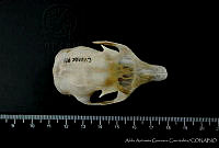 AAGC0178 Sciurus griseus.jpg