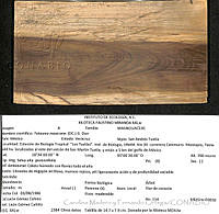 CMyFO 00623 Magnolia mexicana.JPG
