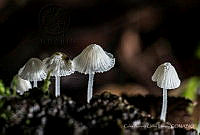 CAUF01 Coprinus sp..jpg