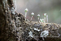 ZAPF0309 Crassulaceae.jpg