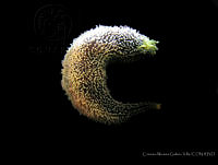 CMGV0117 Neopentamera anexigua.jpg