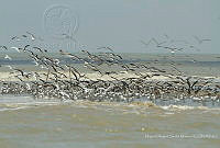 MASM07177 Larus sp..jpg