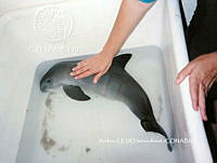 NBA0029 Phocoena sinus.jpg