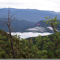 19872 Selva baja.JPG