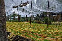 3R 01388 Invernaderos en Chinampa.jpg