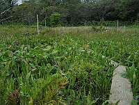 JVB0008 Sagittaria lancifolia.jpg