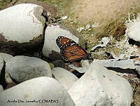 ADJ0340 Danaus gilippus ssp. thersippus.jpg