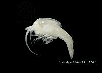 EMCHS 008 Tulumella unidens.jpg