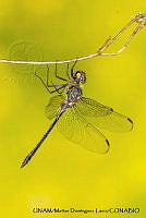 PJ016 0592 Dythemis nigrescens.JPG