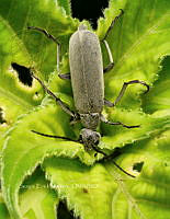 SM0579 Epicauta diversicornis.jpg