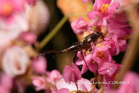MN6PG0394 Erica seriphiifolia.jpg