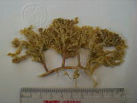 EISyBDP009 Caulerpa racemosa.jpg
