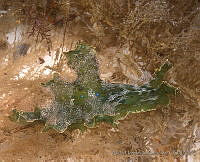 AEG0013 Crosslandia daedali.jpg
