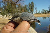 GRC0041 Sitta pygmaea.jpg