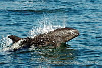 ELC0085 Pseudorca crassidens.jpg