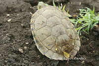 JCC0400 Trachemys venusta.JPG