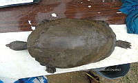 NE017 425 Dermatemys mawii.jpg
