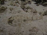 CADS008 Narcine brasiliensis.JPG