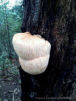 FCG001 Hericium erinaceus.jpg