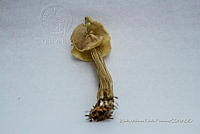 ZAPF 0626 Helvella crispa.jpg