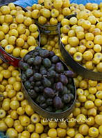 3R 00938 Malpighiaceae.jpg