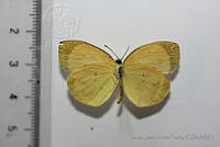 VJAP015 Pyrisitia nise ssp. nelphe.jpg