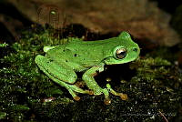 LAMA007 Plectrohyla acanthodes.jpg
