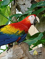 CGL0181 Ara macao.jpg