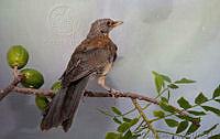 MGaves 2748 Turdus rufopalliatus.jpg