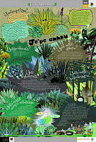 ZOQUE_magueyes.jpg