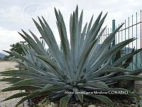 AJGM0277 Agave americana.JPG