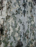 CGL1860 Populus sp..jpg