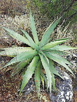 RG016 1040 Agave xylonacantha.jpg