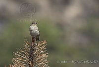 IMDOC0434 Spinus pinus.jpg