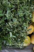 IMDOC4083 Portulaca oleracea.jpg