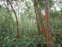 UM001 0110 Avicennia germinans, Laguncularia racemosa y Rhizophora mangle..jpg