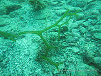 RRR0024 Codium magnum.JPG