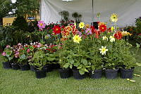 IMDOCO289 Dahlia pinnata.jpg
