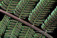 Zongo 0041 Alsophila firma.jpg