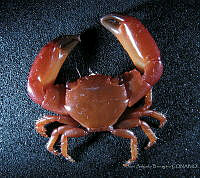 JSB0001 Trapezia corallina.jpg