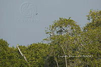 HJ6- 0910- Ardea herodias.jpg