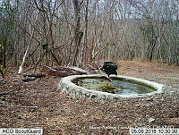 MAGB 0067 Geranospiza caerulescens.JPG