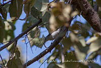 ZAPF0205 Polioptila caerulea.jpg