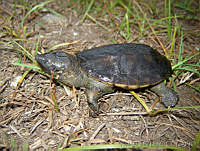 RVL0238 Staurotypus salvini.jpg