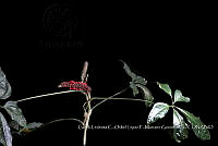 Zoqui 0350 Anthurium pentaphyllum var. bombacifolium.jpg