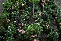 IMDOC 5816 Ixora enana rosa.jpg