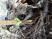 UM001 0074 Rhizophora mangle y  Laguncularia racemosa.jpg
