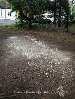 PRB0203 Aves.jpg